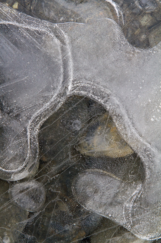 River Rocks Encased In Ice